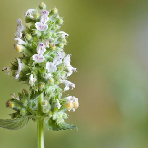 Catnip (Nepeta cataria)