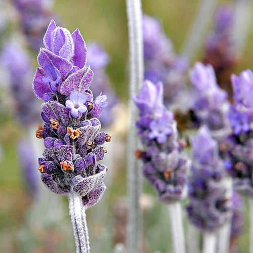 Lavender, Marigold