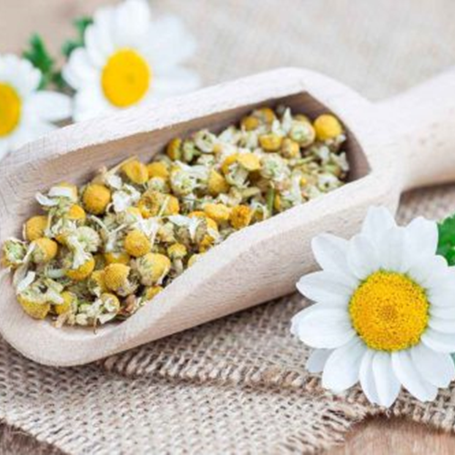 Chamomile