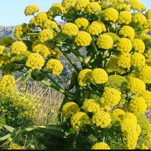 Ferula assa-foetida