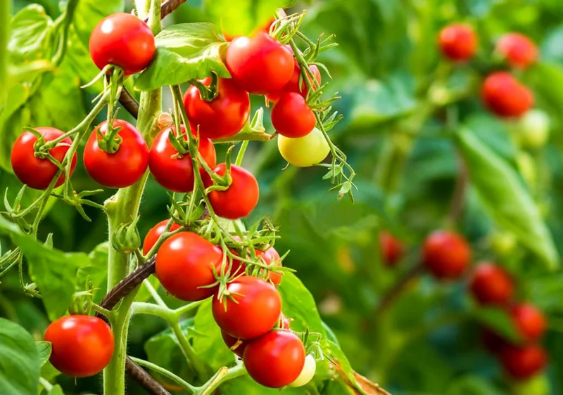 Nutritional Benefits of Fresh Tomatoes and Tomato Products
